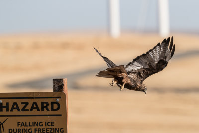 Red Tail Hawk- Living Life in the Wind Farm Death Zone