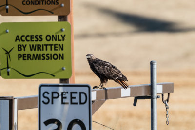 Red Tail Hawk