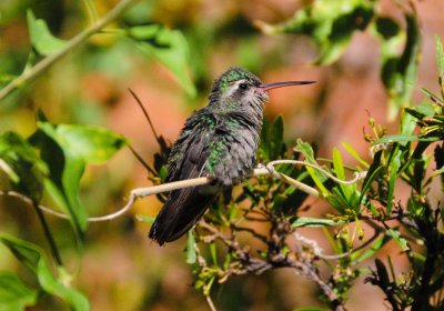 Humming Bird - Arizona-Sonora Desert Museum