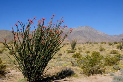 Anza Borrego Desert State Park - Octillio Cactus
