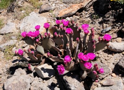 Anza Borrego Desert State Park - Cactus Flowers