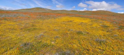 Antelope Valley California Poppy Reserve - Pano