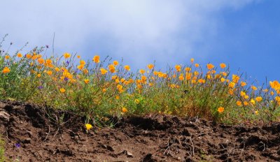 Poppies - Point Mugu State Park