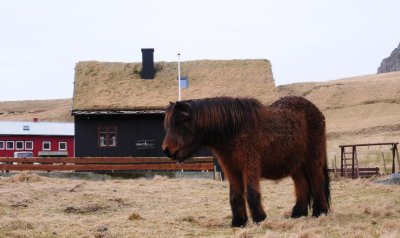  Faroese horse