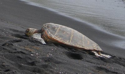 Sleeping Turtle on Hawai'i Black Sand Beach