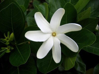 Flower in Hawai'i