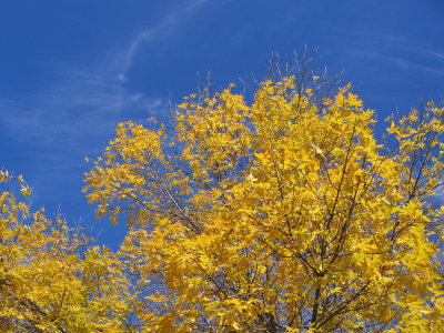 Autumn Leaves and Blue Skies