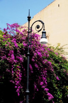 Flowers and a Light Pole