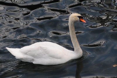Swan at Lake Como