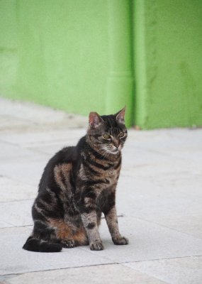 A Cat in Burano