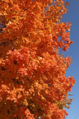 Orange Leaves