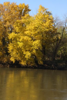 Racoon River in Autumn