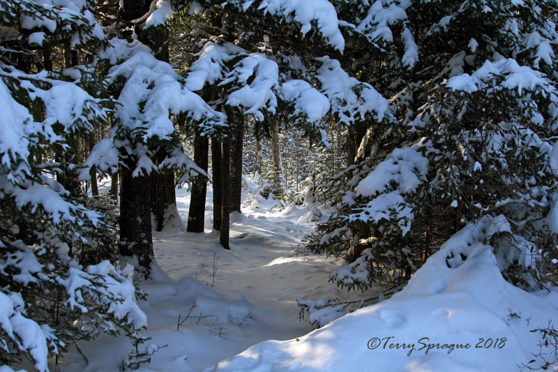 Maine is so beautiful in winter