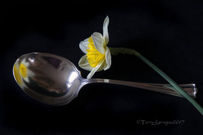 great grandmother's silver berry spoon