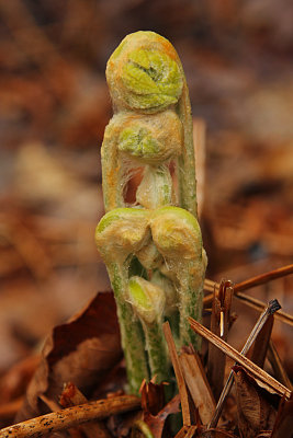 cinnamon fern emerging