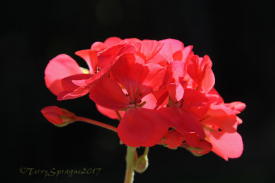 geranium 'Sarah'