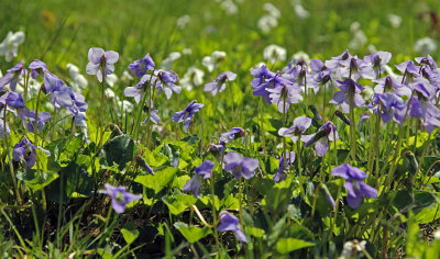 wild violet ~ Viola odorata