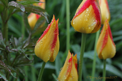 Granny's heirloom tulips