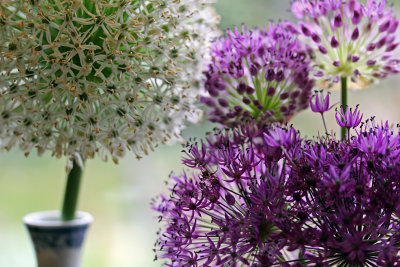 globe alliums