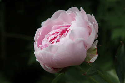 Paeonia 'Sarah Bernhardt'