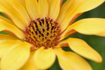 African Daisy with aphid