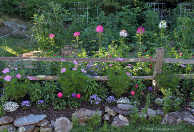 late afternoon light in my garden