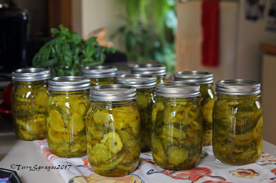 Bread & Butter Pickles