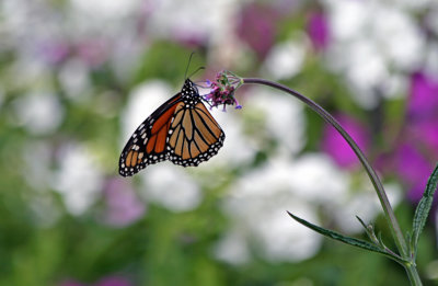 monarch in my garden