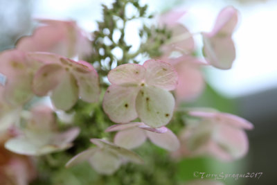  hydrangea 