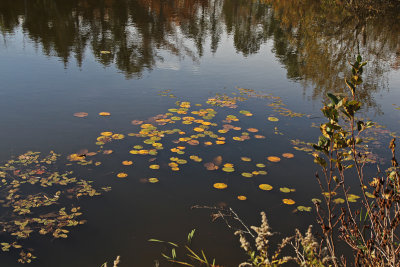 lily pads