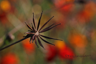 Cosmos Diablo seedhead