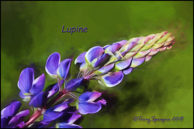 pining for lupine