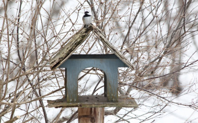 gotta love a chickadee!! 