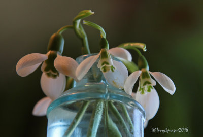 snowdrops