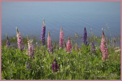 lupine by the sea