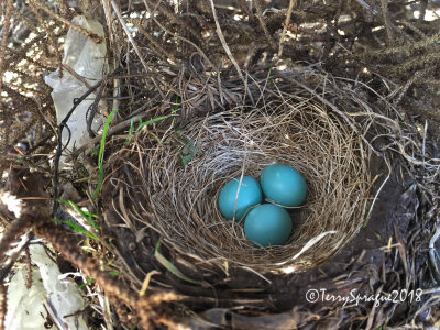 momma robin laid another egg today!