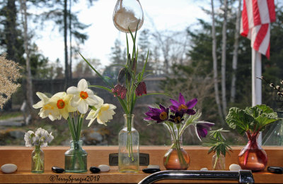 fresh on the kitchen windowsill on this beautiful summerlike Maine day! 