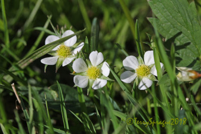 wild strawberry blossoms