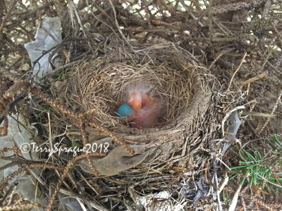 robin babies!