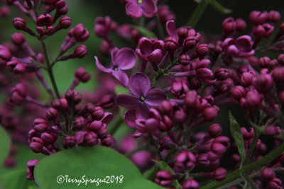 almost lilac time in Maine!