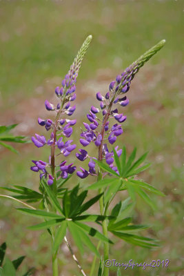 pining for lupine