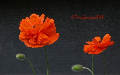 oriental poppies