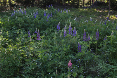 my backyard lupine field