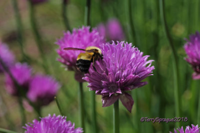 bumble on chive flower