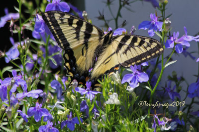 Eastern Tiger Swallowtail