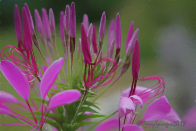 cleome
