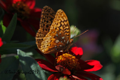 Fritillary on zinnia