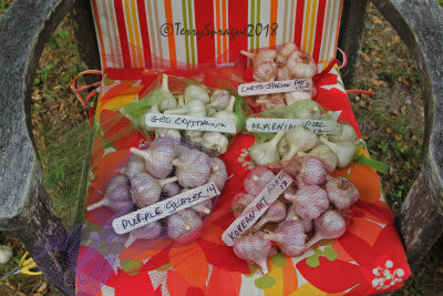 garlic harvest
