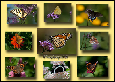 butterflies