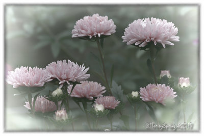 China Aster